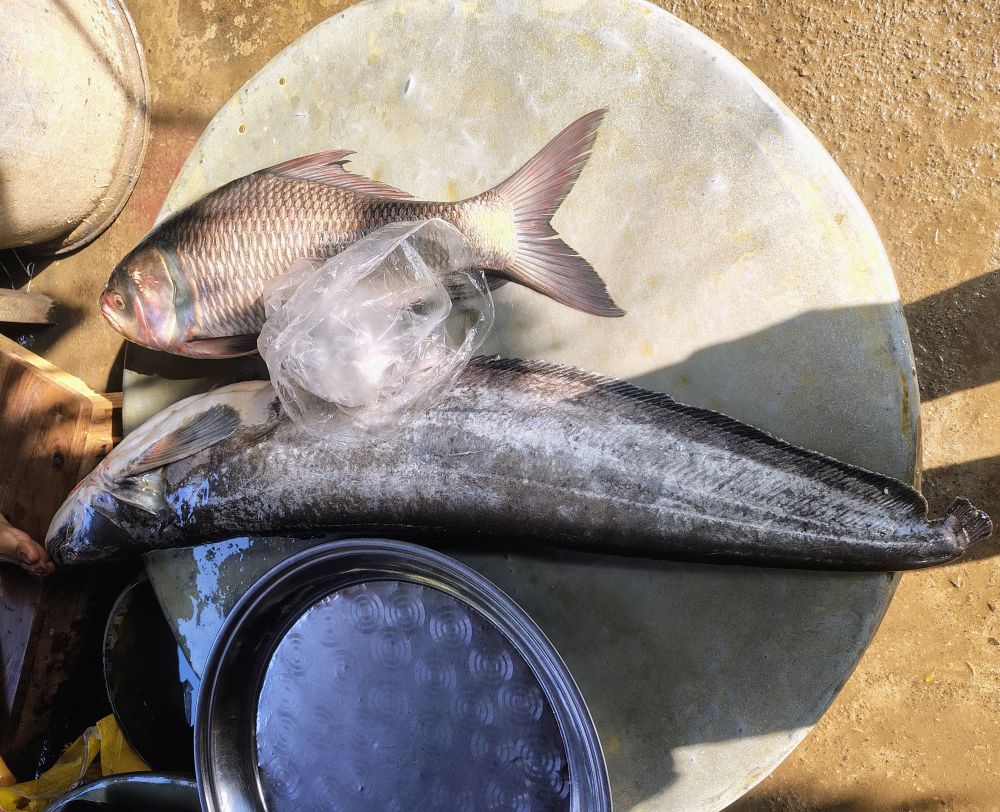 211266I will provide raw fish cutting images & videos for your Social media platforms & YouTube Channel.